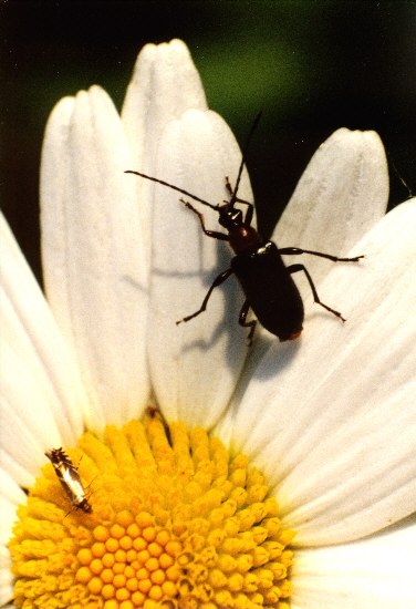 Käfer im Sommer
