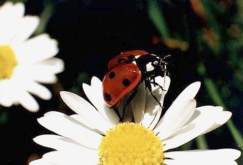 Ladybug (American English) = Ladybird (British English)