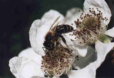 Biene auf  Brombeerblte