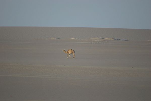 The Sahara in Libya - a desert of sand