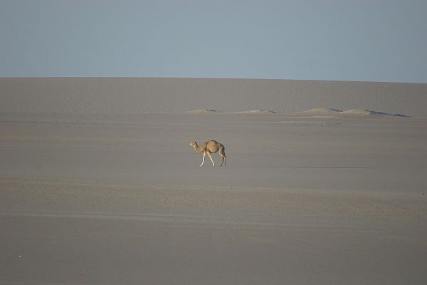 Das Dromedar - neben dem Kamel eines der Tiere der Wste